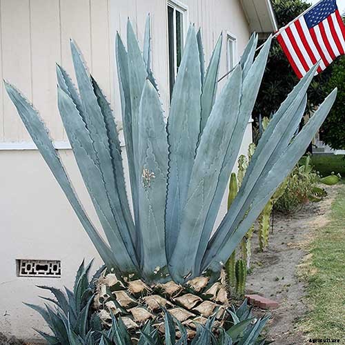 23 of the Best Defensive Plants for Your Landscape