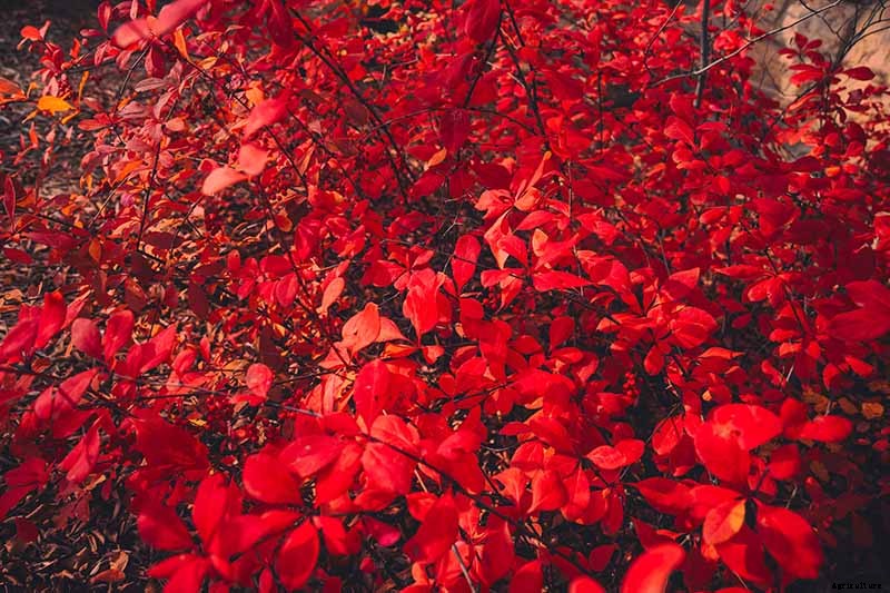 23 of the Best Defensive Plants for Your Landscape