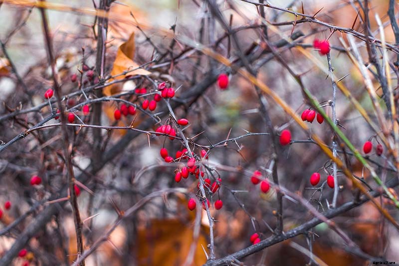 23 of the Best Defensive Plants for Your Landscape