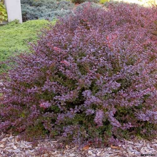 23 of the Best Defensive Plants for Your Landscape