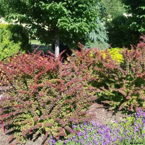 23 of the Best Defensive Plants for Your Landscape