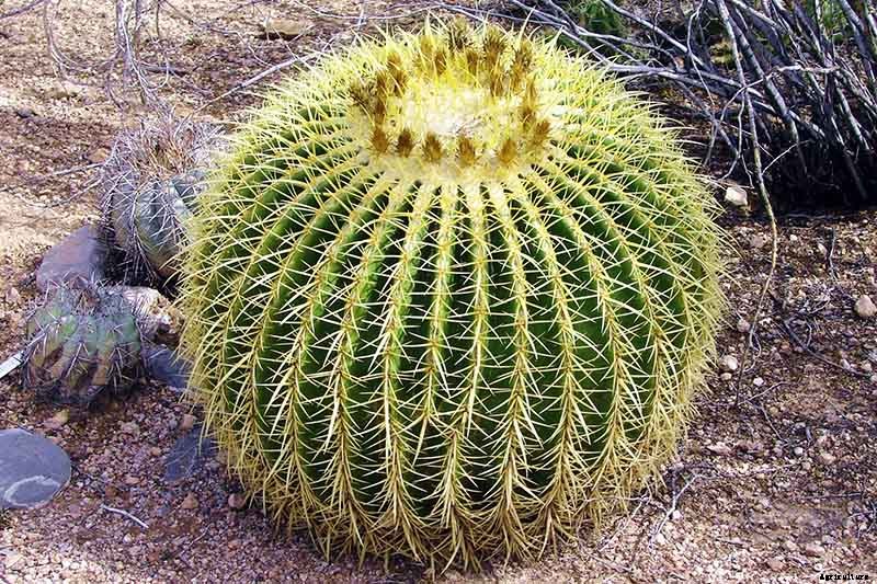 23 of the Best Defensive Plants for Your Landscape