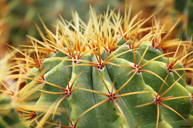 23 of the Best Defensive Plants for Your Landscape