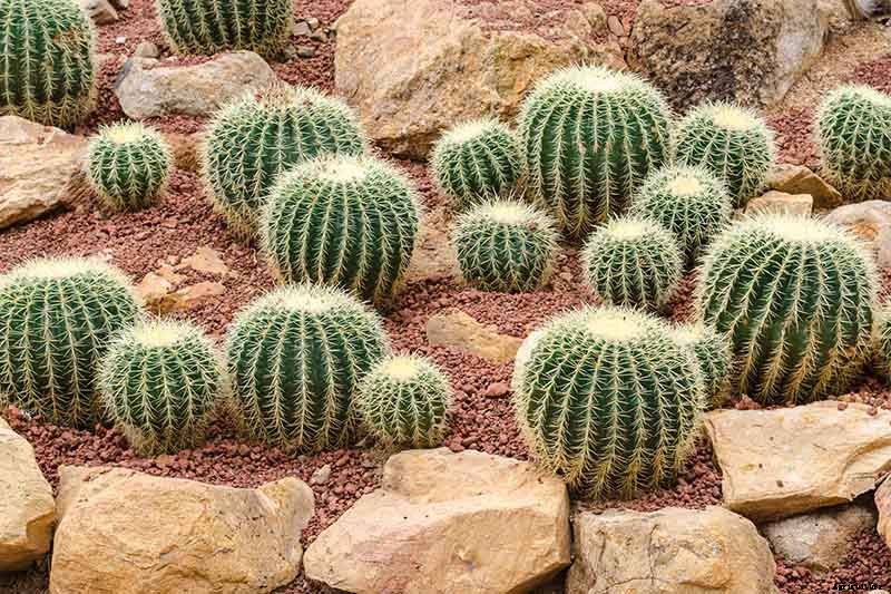 23 of the Best Defensive Plants for Your Landscape