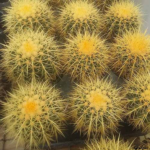 23 of the Best Defensive Plants for Your Landscape