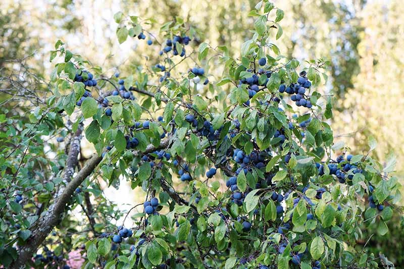 23 of the Best Defensive Plants for Your Landscape