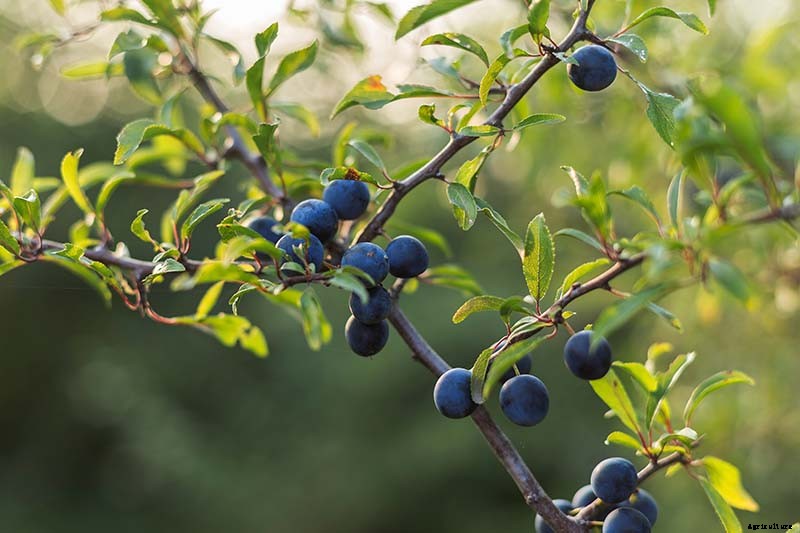 23 of the Best Defensive Plants for Your Landscape