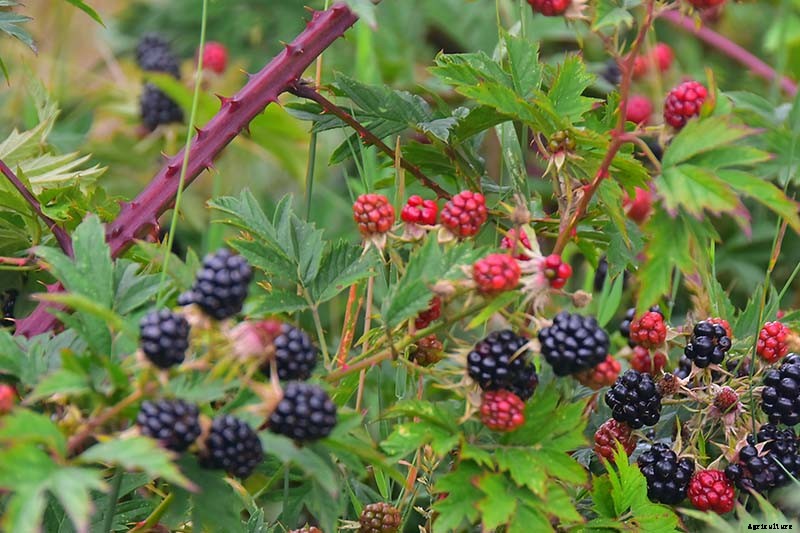 23 of the Best Defensive Plants for Your Landscape