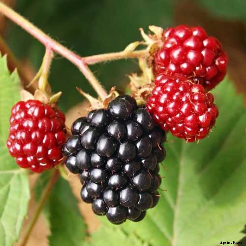 23 of the Best Defensive Plants for Your Landscape