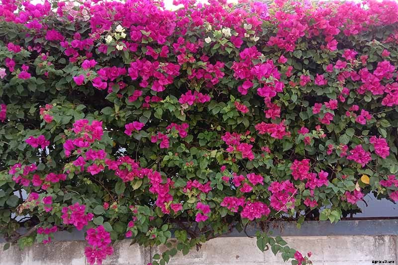 23 of the Best Defensive Plants for Your Landscape