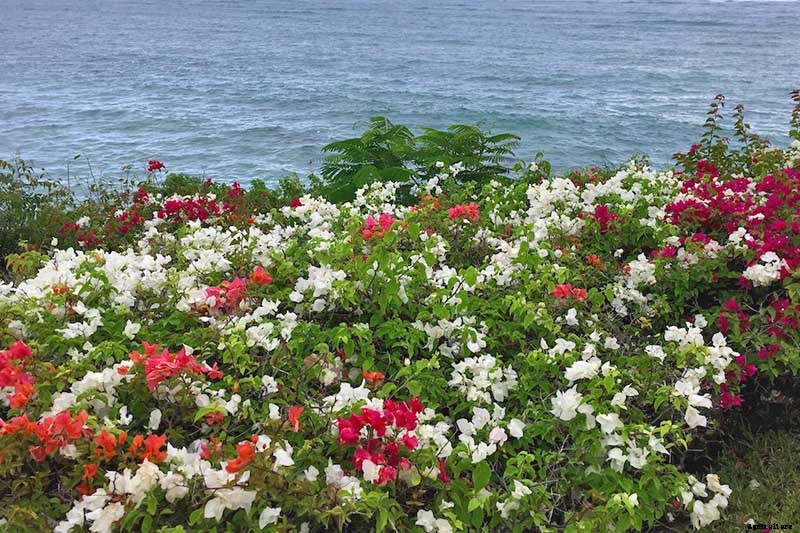 23 of the Best Defensive Plants for Your Landscape