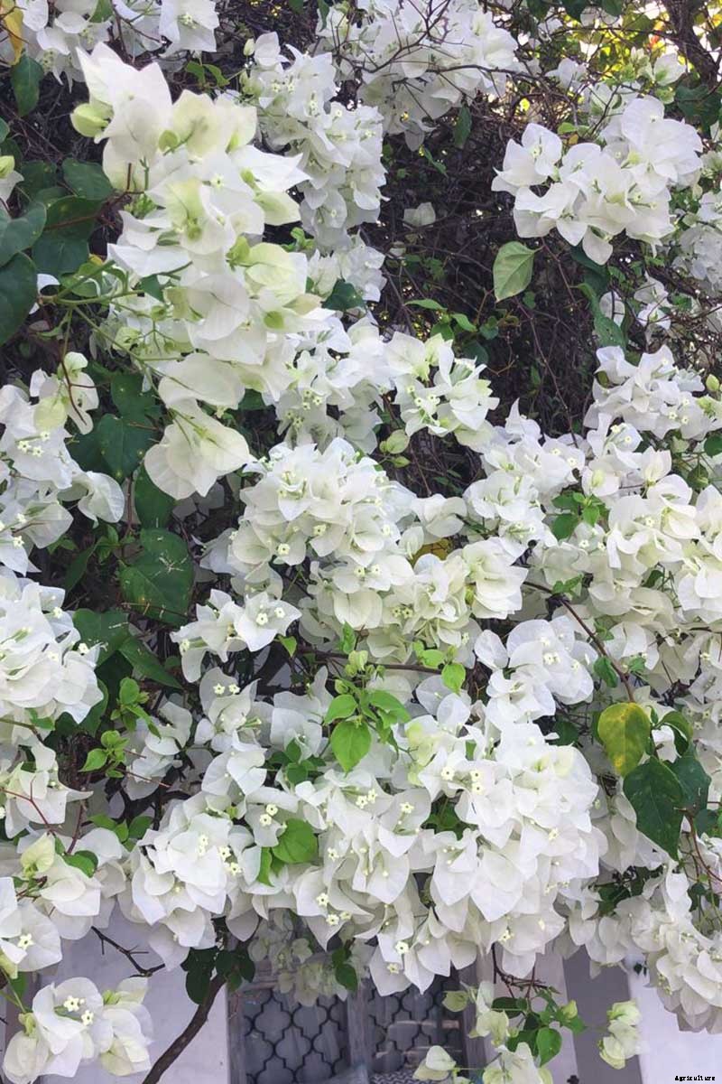 23 of the Best Defensive Plants for Your Landscape