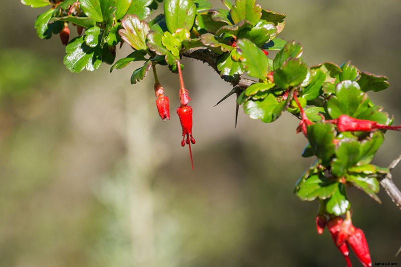 23 of the Best Defensive Plants for Your Landscape