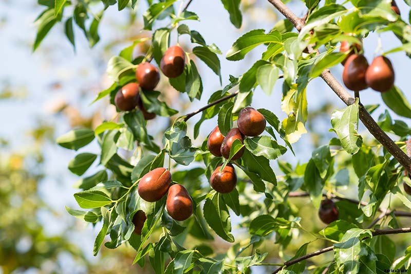 23 of the Best Defensive Plants for Your Landscape