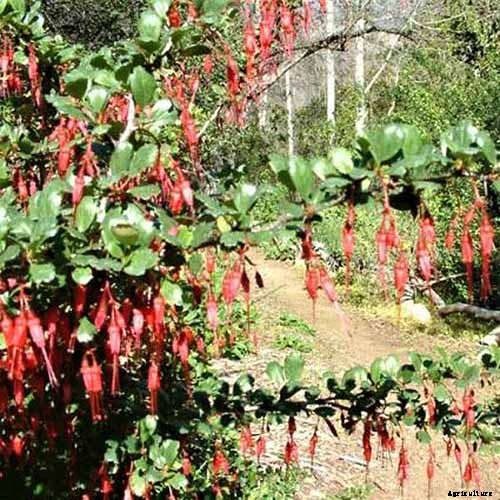 23 of the Best Defensive Plants for Your Landscape