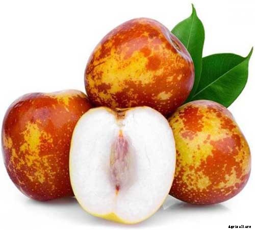 23 of the Best Defensive Plants for Your Landscape