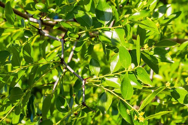 23 of the Best Defensive Plants for Your Landscape