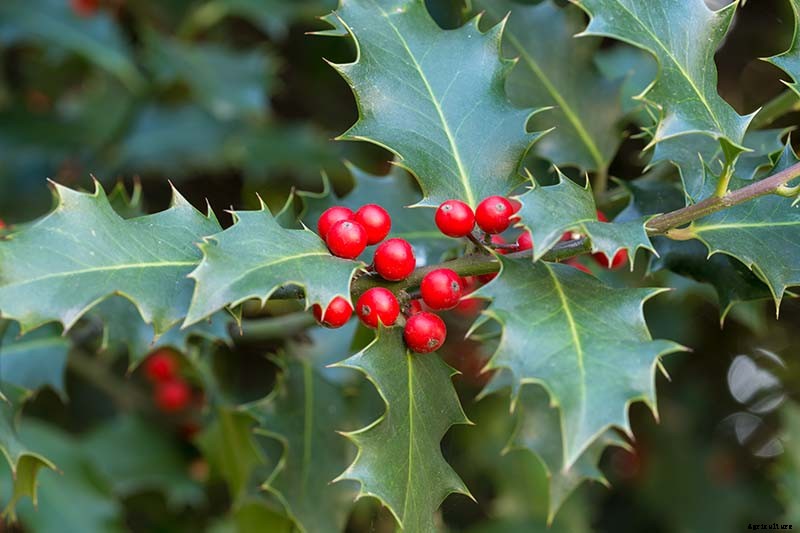 23 of the Best Defensive Plants for Your Landscape