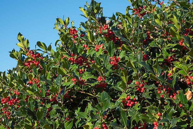 23 of the Best Defensive Plants for Your Landscape