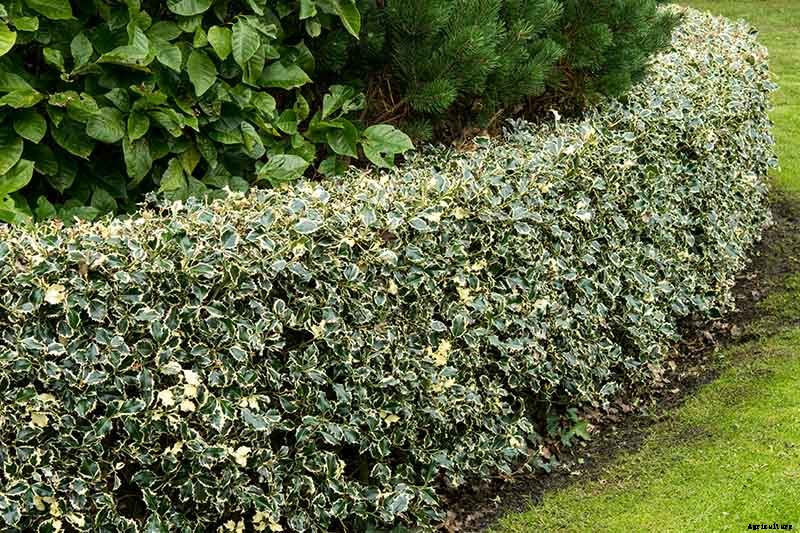 23 of the Best Defensive Plants for Your Landscape