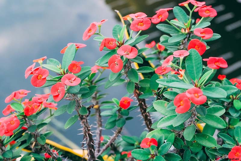 23 of the Best Defensive Plants for Your Landscape