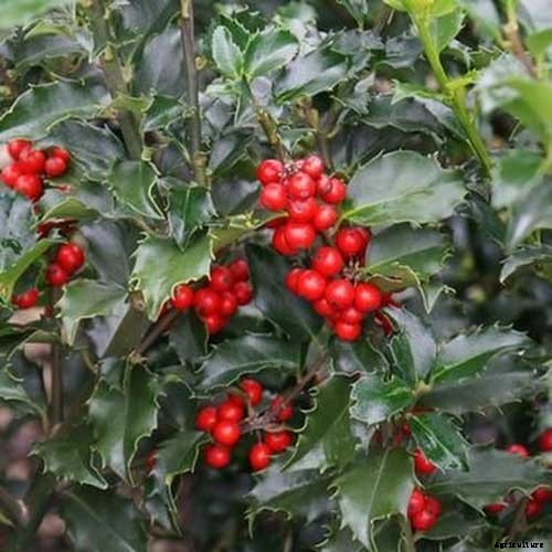 23 of the Best Defensive Plants for Your Landscape