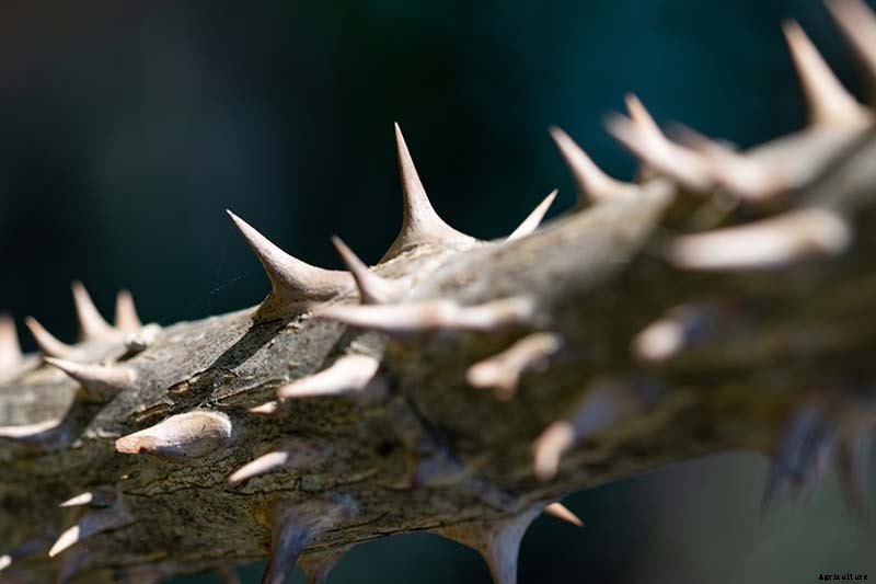 23 of the Best Defensive Plants for Your Landscape