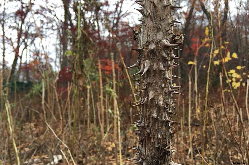 23 of the Best Defensive Plants for Your Landscape