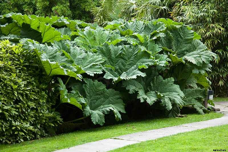 23 of the Best Defensive Plants for Your Landscape