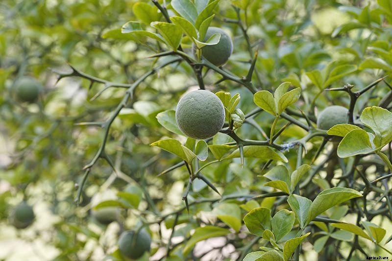 23 of the Best Defensive Plants for Your Landscape