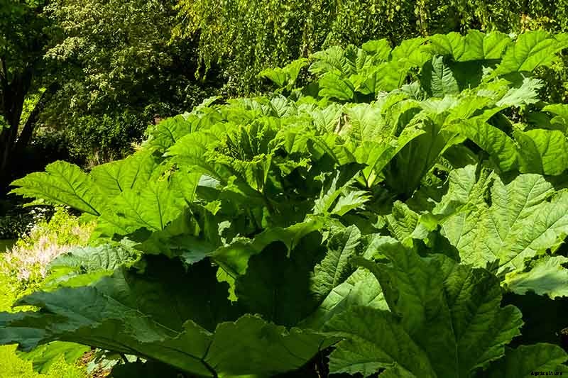 23 of the Best Defensive Plants for Your Landscape