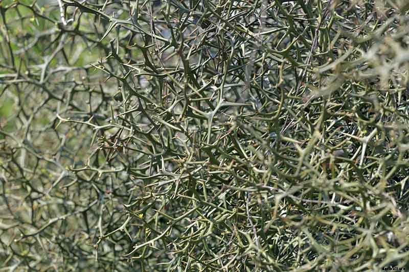 23 of the Best Defensive Plants for Your Landscape