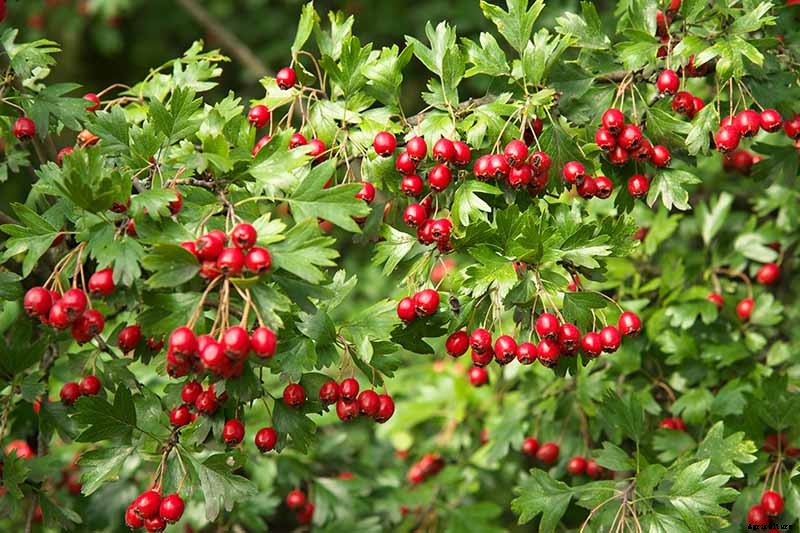 23 of the Best Defensive Plants for Your Landscape