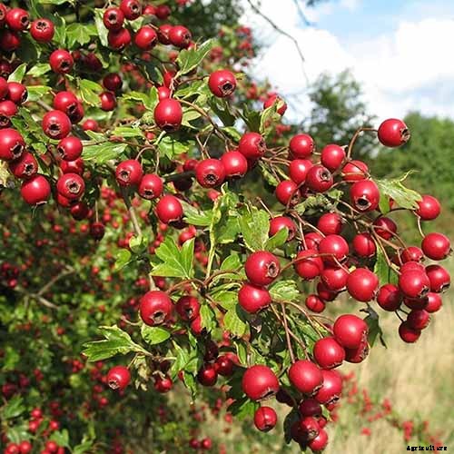 23 of the Best Defensive Plants for Your Landscape