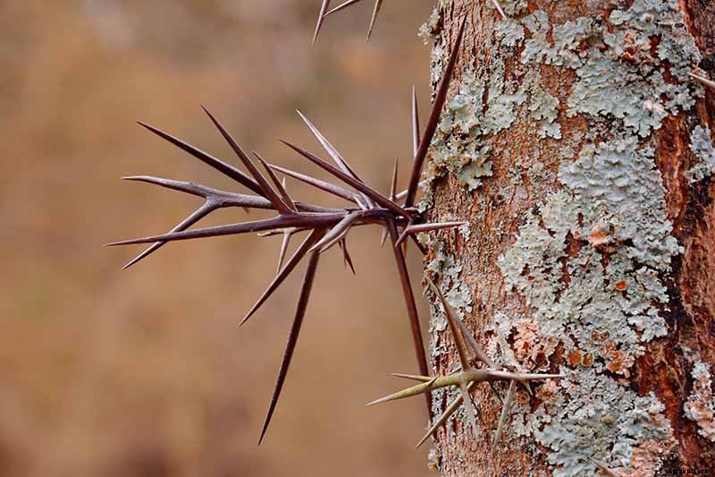 23 of the Best Defensive Plants for Your Landscape