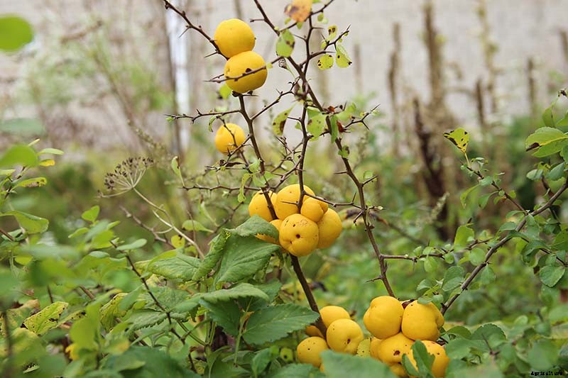 23 of the Best Defensive Plants for Your Landscape