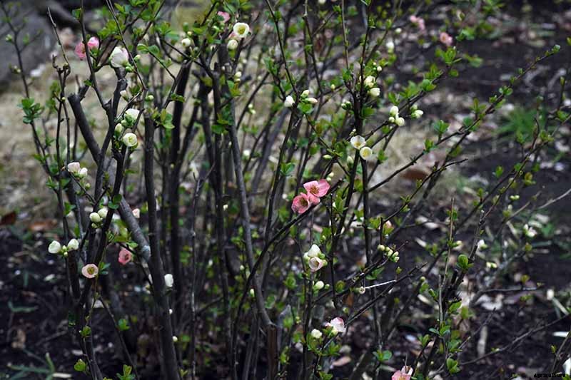 23 of the Best Defensive Plants for Your Landscape
