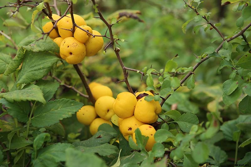 23 of the Best Defensive Plants for Your Landscape