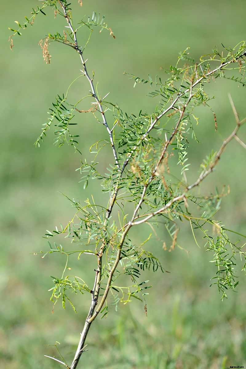 23 of the Best Defensive Plants for Your Landscape