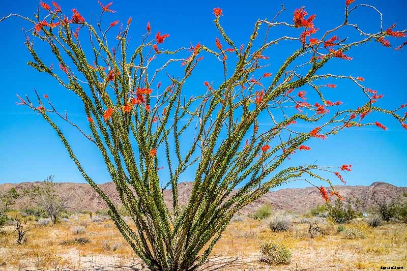 23 of the Best Defensive Plants for Your Landscape