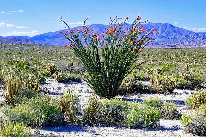 23 of the Best Defensive Plants for Your Landscape