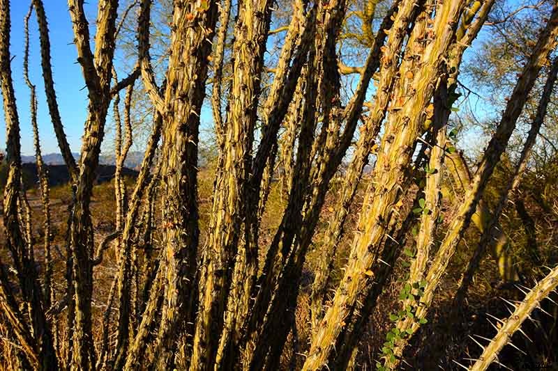 23 of the Best Defensive Plants for Your Landscape