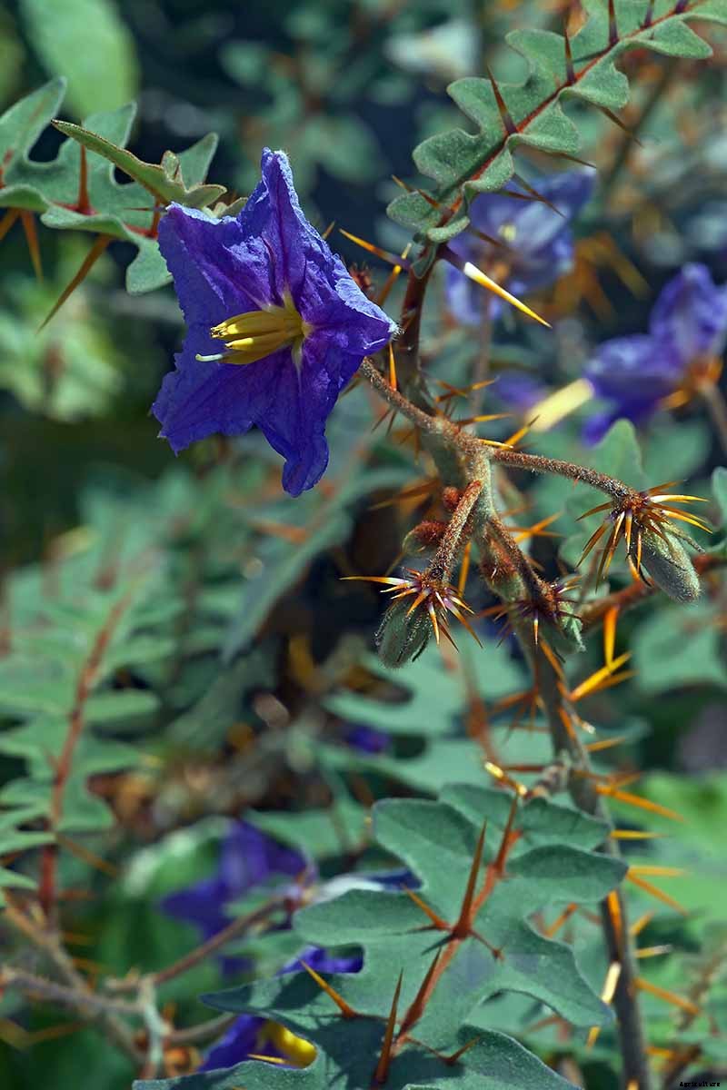 23 of the Best Defensive Plants for Your Landscape
