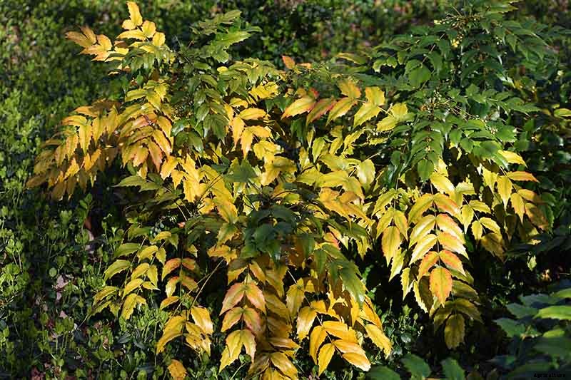 23 of the Best Defensive Plants for Your Landscape