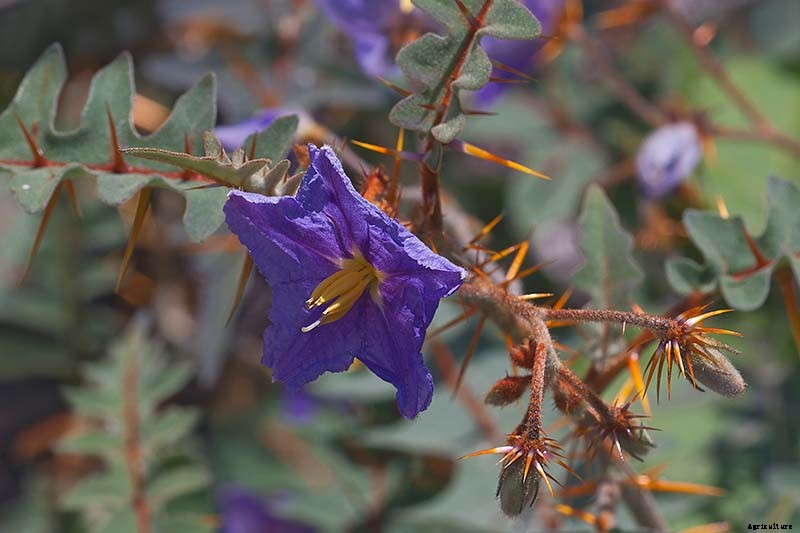 23 of the Best Defensive Plants for Your Landscape