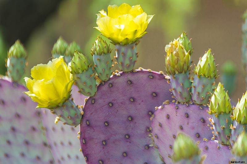 23 of the Best Defensive Plants for Your Landscape