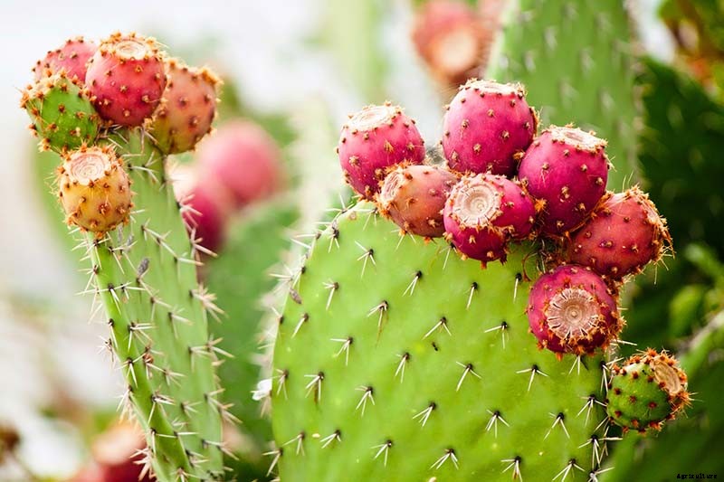 23 of the Best Defensive Plants for Your Landscape