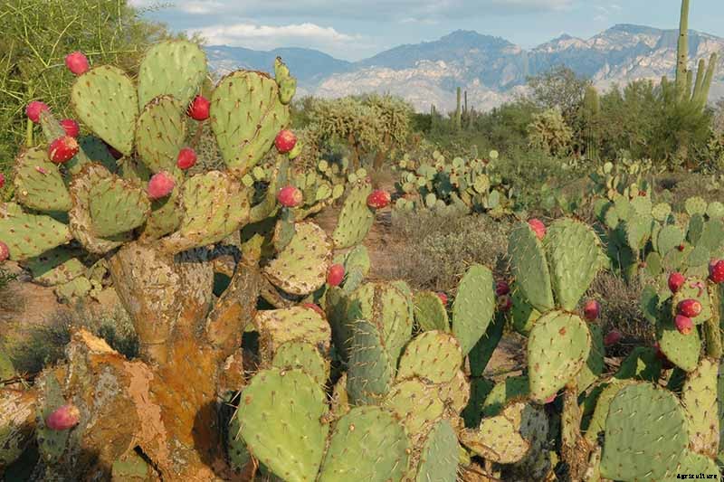 23 of the Best Defensive Plants for Your Landscape