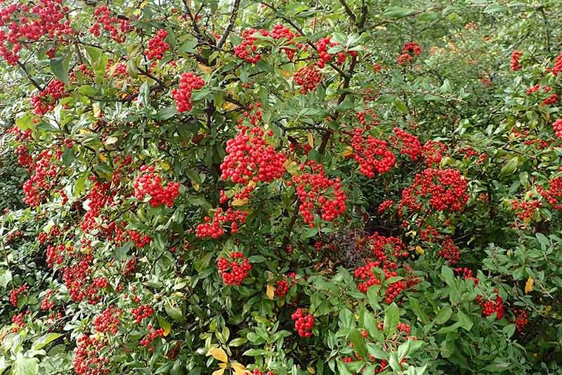 23 of the Best Defensive Plants for Your Landscape