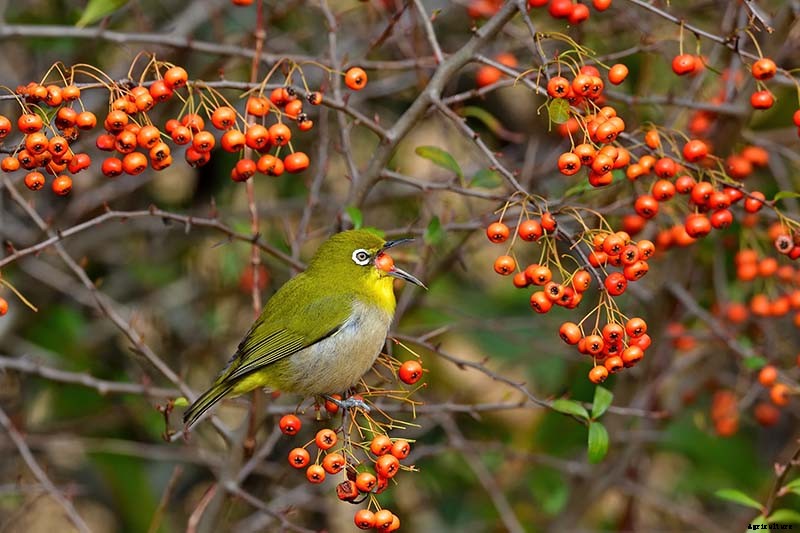 23 of the Best Defensive Plants for Your Landscape